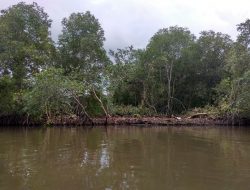 Di Bintan Pembabatan Mangrove Kembali Terjadi, Sejumlah Mahasiswa Turut Menyoroti