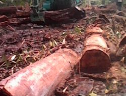 Ilegal Loging Marak Di Rokan Hilir, Keseriusan Aparat Dipertanyakan