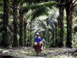 Kunjungan KPK Minta Pemprov Riau Tertibkan 1 Juta Hektare Kebun Sawit Ilegal