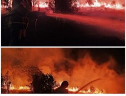 Lahan 2 Hektar Terbakar, DPKP Dibantu Warga Padamkan si Jago Merah