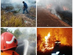 Hari Ini Kebakaran Lahan Terjadi di Tiga Kelurahan di Tanjungpinang
