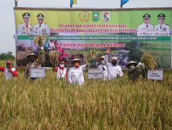 Wagub Riau H.Edy Natar Nasution, S.Ip Hadiri Panen Raya Di Kuala Kampar