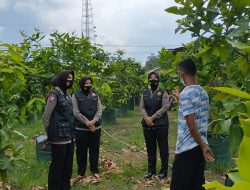 Tim 02 Srikandi Squad 01 Polres Merangin Mengikuti Proses Budidaya Jambu Madu di Desa Mentawak
