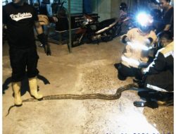 Petugas DPKP Tanjungpinang Amankan Ular Sanca Batik Sepanjang 3 Meter