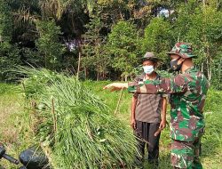 Mbah Jaiman Warga Yang Membantu Bekerja di TMMD Siang Harinya Di Bantu Satgas TMMD Cari Rumput