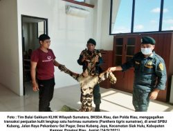 KLHK Gagalkan Perdagangan Kulit Harimau