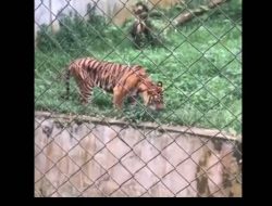 Harimau Sumatera Memakan Rumput Di Medan, Ini Kata Dokter Hewan?