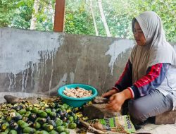Berbagi Resep Dan Cara Pembuatan Halua Kenari Ala Perempuan Sula