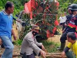 Kapolsek Kota Bangko Juga Personil:Turun Langsung Evakuasi Harimau Buas Di Desa Gedeng Nalo Tantan