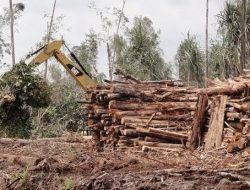 Pemerintah Cabut 17 Izin Perusahaan Penyebab Punahnya Hutan Riau