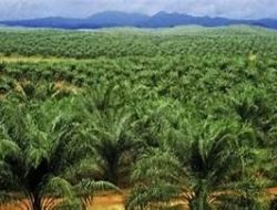 Hutan Riau Hancur, 11 Izin Perusahaan Dievaluasi Total