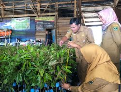 H. Nurkhalis Dt Bijo Dirajo Bantu Bibit Durian Musangking untuk Kelompok Tani Talago Jaya