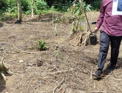 Disaksikan Wali Nagari, Wabup Mulai Sebar dan Tanam Bibit Durian Untuk Anak Yatim di Nagari Gurun