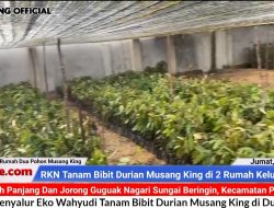 Eko Wahyudi Kembali Tanam Bibit Durian Musangking “Cap” RKN Untuk Anak yatim di Nagari Sungai Beringin