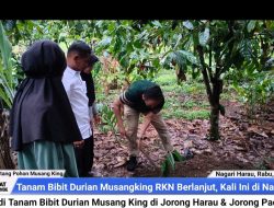 Program Sebar dan Tanam Bibit Durian Musangking RKN berlanjut, kali ini di Nagari Harau