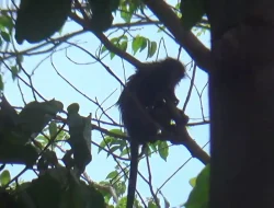 Ada Apa Dengan Dua Ekor Primata Ke  Atap Warga, Begini Kata Mak Ida