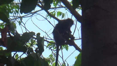 Ada Apa Dengan Dua Ekor Primata Ke  Atap Warga, Begini Kata Mak Ida