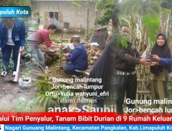 Tim BLD Musangking RKN, Salurkan Bibit Durian di 9 Rumah Anak Yatim di Gunuang Malintang