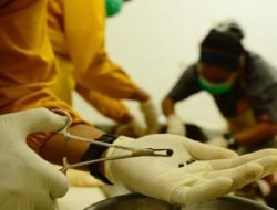 Diberondong 138 Peluru, Seekor Orang Utan di Kalimantan Mati Mengenaskan