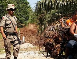 Aneh! Panen Sawit di Kebun Sendiri di Laporkan Mencuri Oleh Perusahaan PT SPS ?.