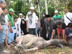 Serahkan Satu Ekor Hewan Kurban Di Desa Kuapan, Azis Zainal : Qurban Merupakan Kewajiban Bagi Setiap Muslim Yang Mampu.