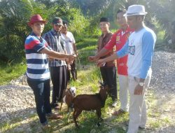 Peduli Terhadap Masyarakat, Kades Pulau Jambu Berikan Bantuan Kepada Kelompok Ternak Kambing “BAKOMBANG”.
