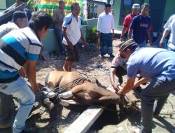 Keluarga Besar Kodim 1415/Selayar Lakukan Penyembelihan Tiga Ekor Hewan Kurban