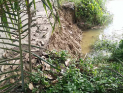 Abrasi Sungai Kampar, Ancam Lalu Lintas Pedesaan Dusun Penyasawan Barat. Kades : Harap Pemerintah Secepatnya Berikan Bantuan Turap.