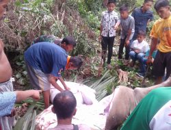Usai Sholat Idul Adha 1440 H, Warga Dusun Sangkar Puyuh Sembeli Hewan Qurban
