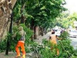 Edwar Riansyah Tegaskan , Pohon Pelindung Harus Tetap Tertata .