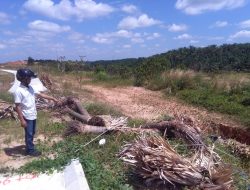 Telah Kembali Menjadi Debu  , Pohon Palem Dikantor Walikota Pekanbaru Tutup Usia .