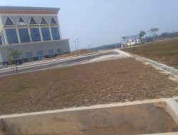 Terrkena Dampak Gizi Buruk Rumput Gajah Mini , Hidup Segan Mati Tak Mau