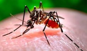 Dinas Kesehatan Bengkalis Himbau Warga Waspada DBD