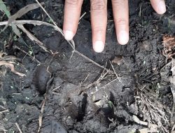Jejak Harimau Kembali Terlihat di Desa Trimanunggal , Kecamatan Tapung Kabupaten Kampar
