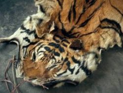 Polda Riau Ungkap Kasus Perdagangan Kulit Dan Organ Harimau Sumatera  Di Inhu