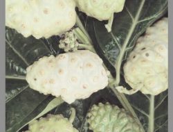 Dahsyatnya Manfaat Buah Mengkudu Dibalik Bentuknya yang Bopeng
