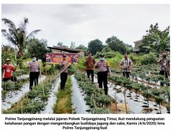 Dukung Ketahanan Pangan, Polsek Tanjungpinang Timur Tanam Jagung dan Cabai