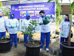 Galakkan Ketahanan Pangan, Ketua Umum JALASENASTRI Tinjau Kebun DISPOTMAR