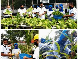 Wujud Ketahanan Pangan di TNI-AL, Lanal Ranai Panen Sayur dan Jagung