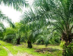 Tenaga Kerja Ilegal Asal Korea, Bekerja di Perkebunan Sawit PT.TEP