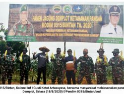 Kodim 0315/Bintan Panen Jagung Demplot bersama Masyarakat