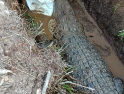 Geger…Seekor Buaya Berukuran Besar Ditangkap Warga Desa Caturahayu