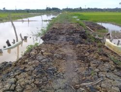 Terkait Ambruknya Loneng Boxculvert, Ketua Kelompok Tani Budi Asih Minta Tanggung Jawab UPJA