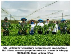 Lantamal IV Gelar Panen Sayur dan Tanam Bibit Program Ketahanan Pangan Dimasa Pandemi Covid-19