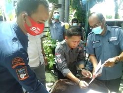 Gelar Tradisi Kelembagaan, KPU Selayar Musnahkan 327 Surat Suara
