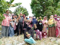 H. Nurkhalis DT. Bijo Dirajo Panen Bawang Bersama Kelompok Wanita Tani Mawar Saiyo Padang Rantang