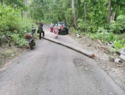 Musim Pancaroba, Pohon Kelapa Tumbang Menimpa Jalan Raya