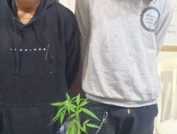 Satresnarkoba Polres Payakumbuh Tangkap 2 Pelaku Diduga Penyuplai Ganja