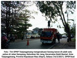 DPKP Tanjungpinang Evakuasi Sarang Tawon Hutan yang Mengantup Petugas PLN