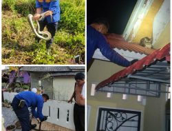 Petugas DPKP Evakuasi 2 Ular dan Amankan Kucing di Atas Atap